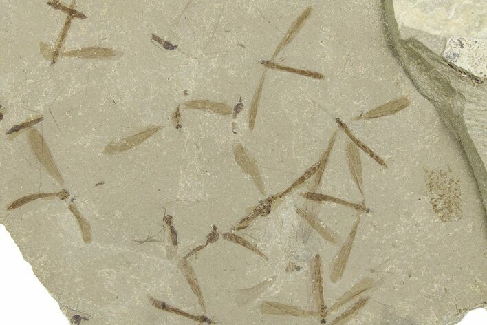 Crane Fly (Tipulidae) Mortality Plate - Green River Formation #360236